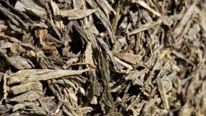 Teeboutique Grüner Tee Sorte China Sencha