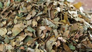 Teeboutique Hausmischung Sorte Gingko mit Minze